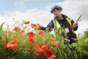 Выполнение инженерно экологических изысканий почвы